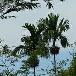 Areca catechu Fruchs