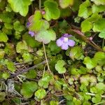 Cymbalaria muralisFlower