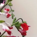 Salvia microphyllaКветка