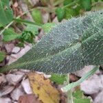 Anchusa italica 叶