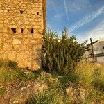 Austrocylindropuntia subulata叶