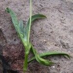 Plantago amplexicaulis 形态