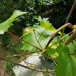 Vitis riparia Folha