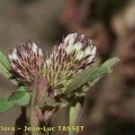 Trifolium bocconei Fleur