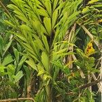 Caryota urens Leaf