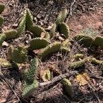 Opuntia oricola Fulla