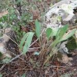 Bupleurum rigidum Leaf