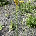 Asphodeline lutea Habit