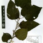 Alangium chinense 其他