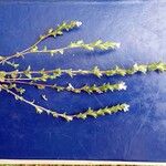 Euphrasia micrantha その他の提案