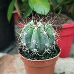 Melocactus azureus Φύλλο