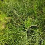 Ephedra foeminea Leaf
