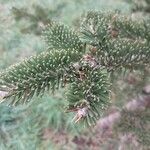 Abies lasiocarpa 葉