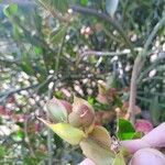Euphorbia bracteata Flower