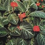 Episcia cupreata Flors