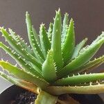 Aloe brevifolia Hábito