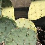 Opuntia aciculata Ліст