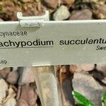 Pachypodium succulentum Прочее