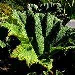 Gunnera insignis Leaf