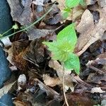 Geranium nodosumᱥᱟᱠᱟᱢ