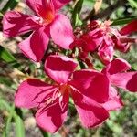 Nerium oleander Floare