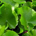 Nymphaea candida Blad