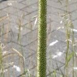 Phleum pratense Λουλούδι