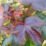 Jatropha gossypiifolia Blad