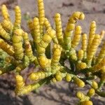 Arthrocnemum macrostachyum Likasa