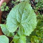 Lunaria rediviva Leaf