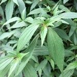 Ageratina riparia Folha