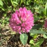 Trifolium pratenseΆλλα