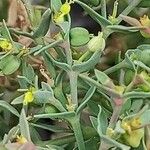 Euphorbia sulcata Leaf