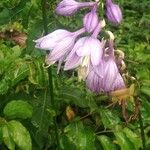 Hosta ventricosa花