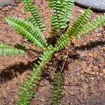 Asplenium platyneuron Leaf