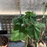 Uncarina grandidieri Yaprak