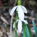 Galanthus nivalis Autre