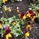 Viola tricolorFlor