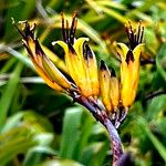 Phormium tenax फूल