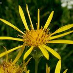 Senecio clarkianus