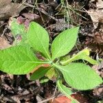 Rhododendron canescens पत्ता