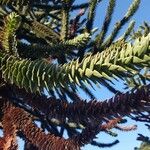 Araucaria araucanaΦύλλο