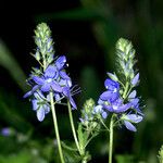 Veronica teucrium Flower