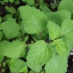 Plectranthus parviflorus Leaf