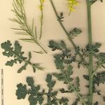 Erucastrum virgatum Other