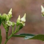 Voacanga africana Blomma