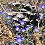 Phacelia cephalotes Συνήθη χαρακτηριστικά