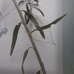 Elaeagnus rhamnoides Leaf