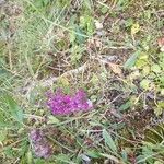 Pedicularis verticillataFlower