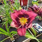 Hemerocallis minor Blüte